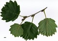 SpeciesSub: subsp. sibirica